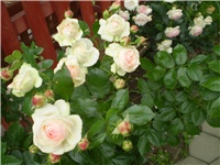 b2d091f2-Picture 504.jpg